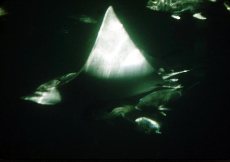 Undated_Marinland0002.JPG