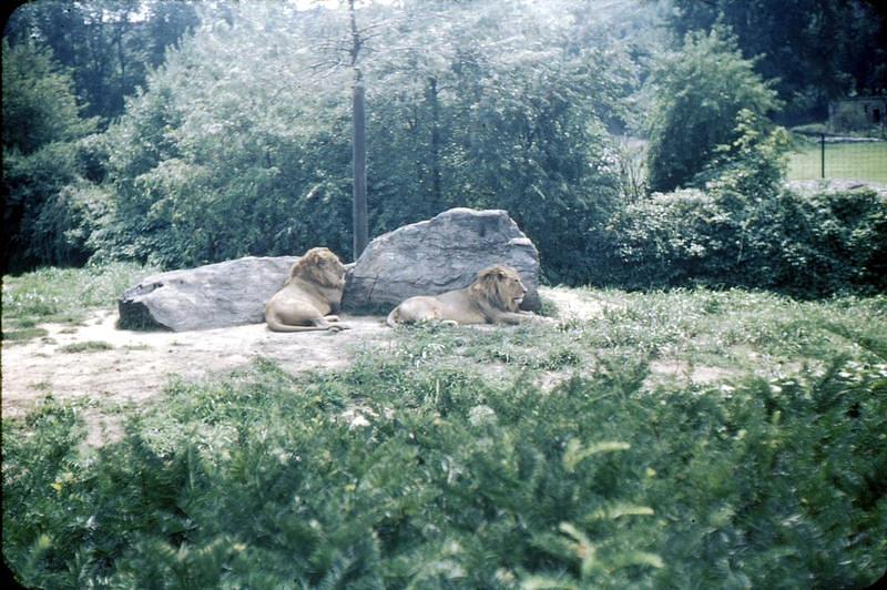 Undated_Zoo0009.JPG