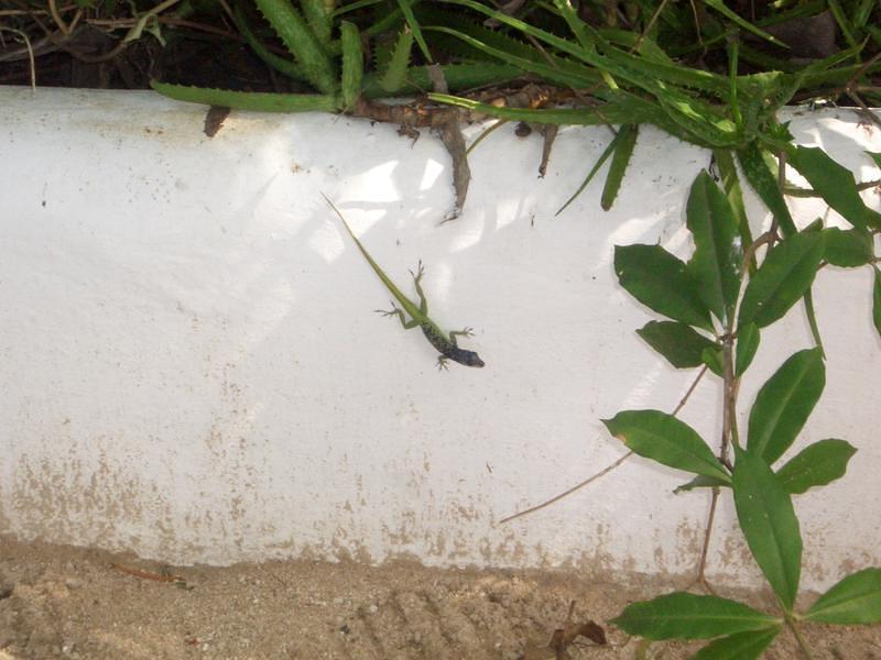 Gecko
