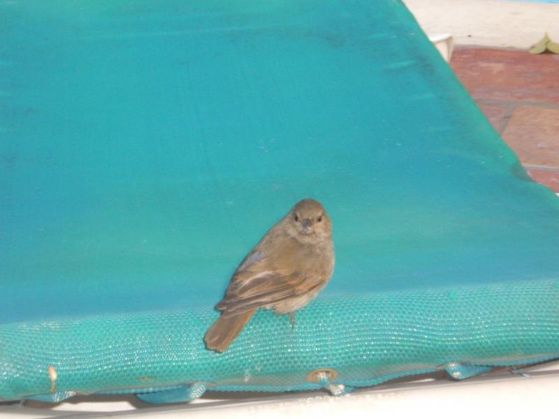 Bird