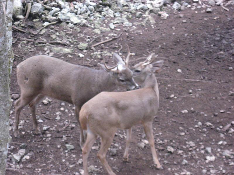 IMG_2096.JPG