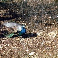 1947_10_Zoo0006.JPG
