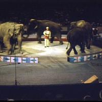 1959_04_Circus0004.JPG