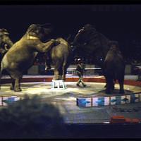 1959_04_Circus0011.JPG