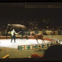 1959_04_Circus0013.JPG