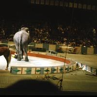 1959_04_Circus0017.JPG