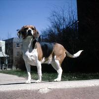 1965_04_Cleo0000.JPG