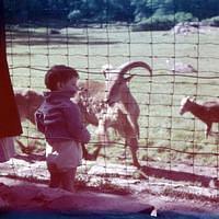 Undated_Zoo0004.JPG