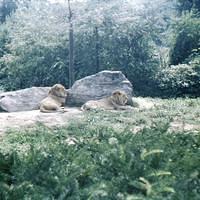 Undated_Zoo0009.JPG