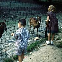 Undated_Zoo0016.JPG