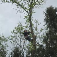 Neighbor rips out trees