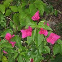 IMG_2085.JPG