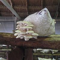 IMG_2129.JPG
