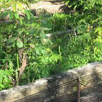 IMG_2132.JPG