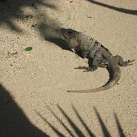 IMG_2156.JPG