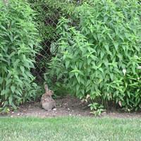 IMG_2515.JPG