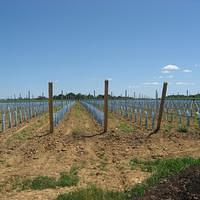 IMG_2474.JPG