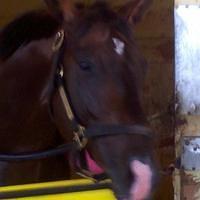 Gullo Barn at Belmont Park 2011-06-18